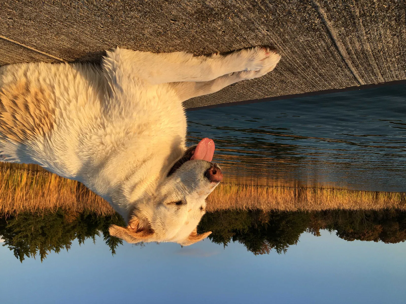 Lost dog in Ardmore, OK, 73401