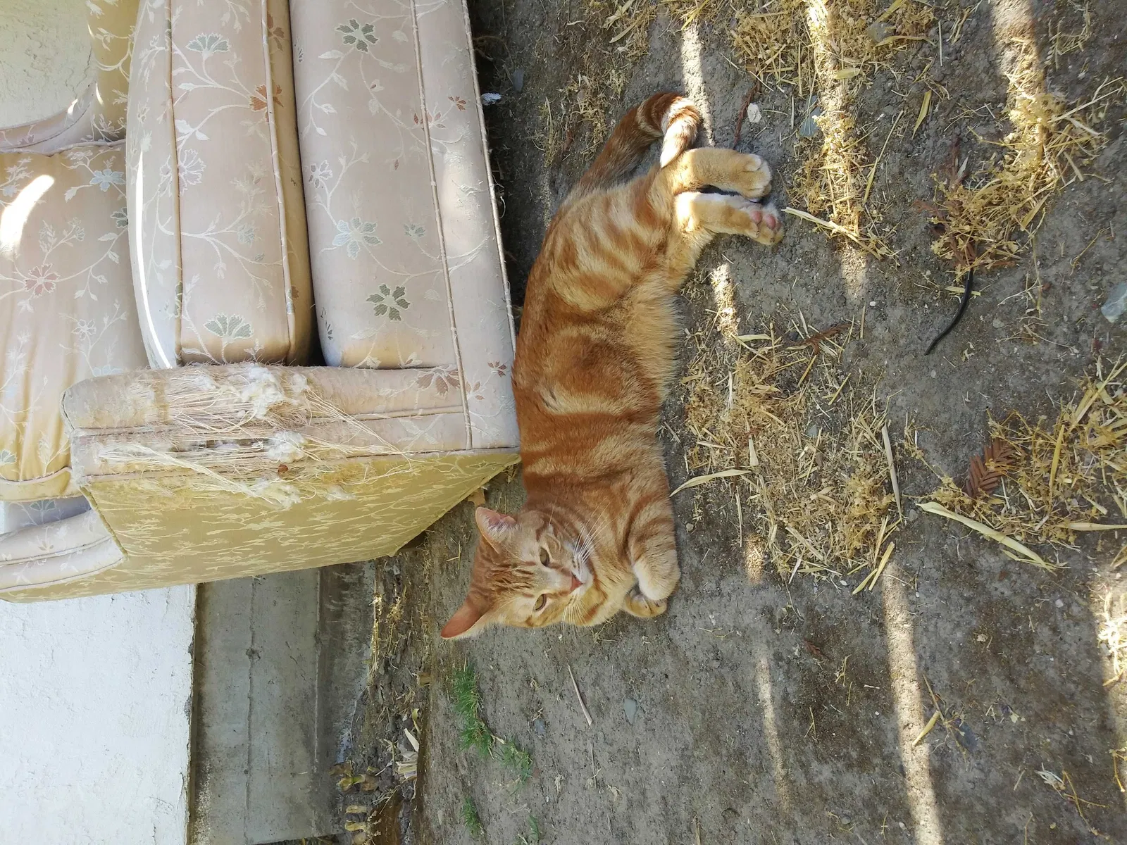 Lost cat in Westmont, IL, 60559