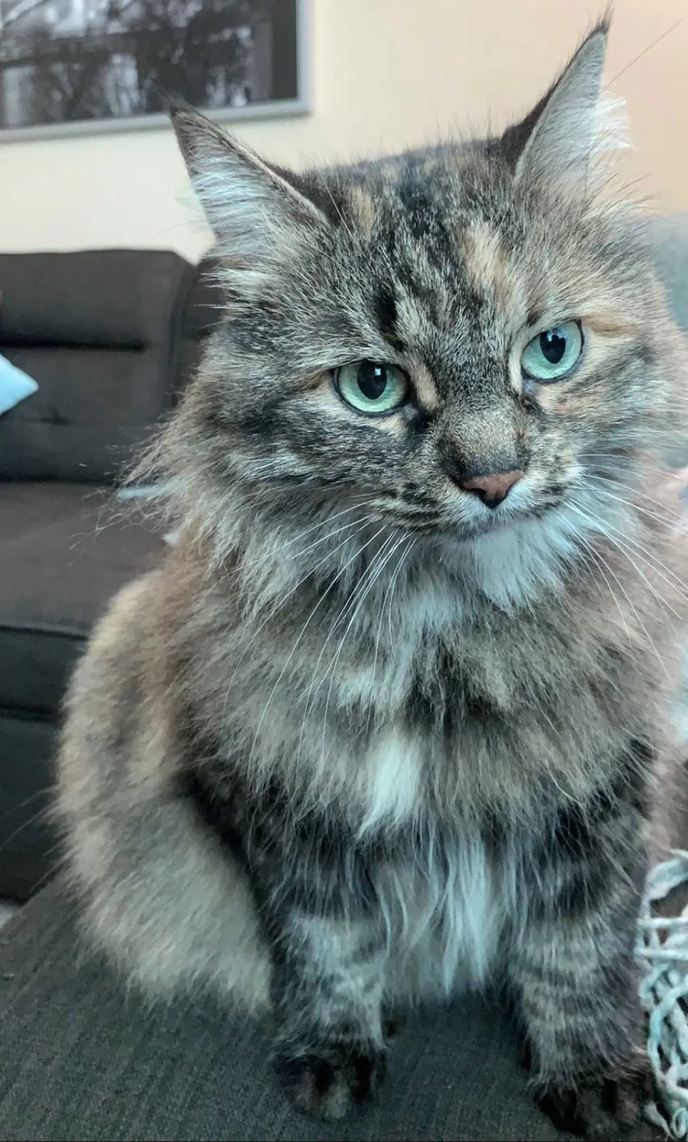 Lost cat in West Chester, PA, 19380