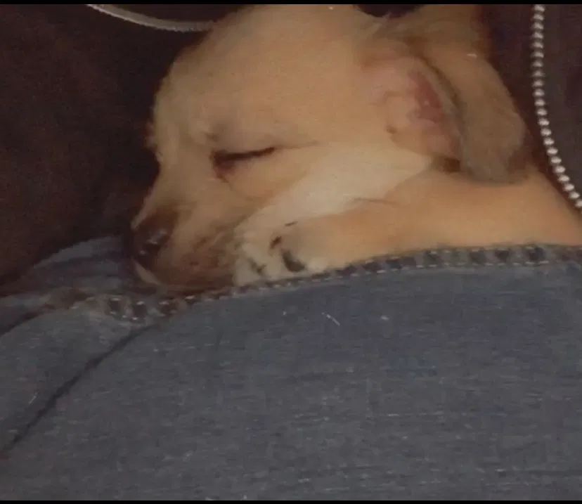 Lost dog in Temple, TX, 76502