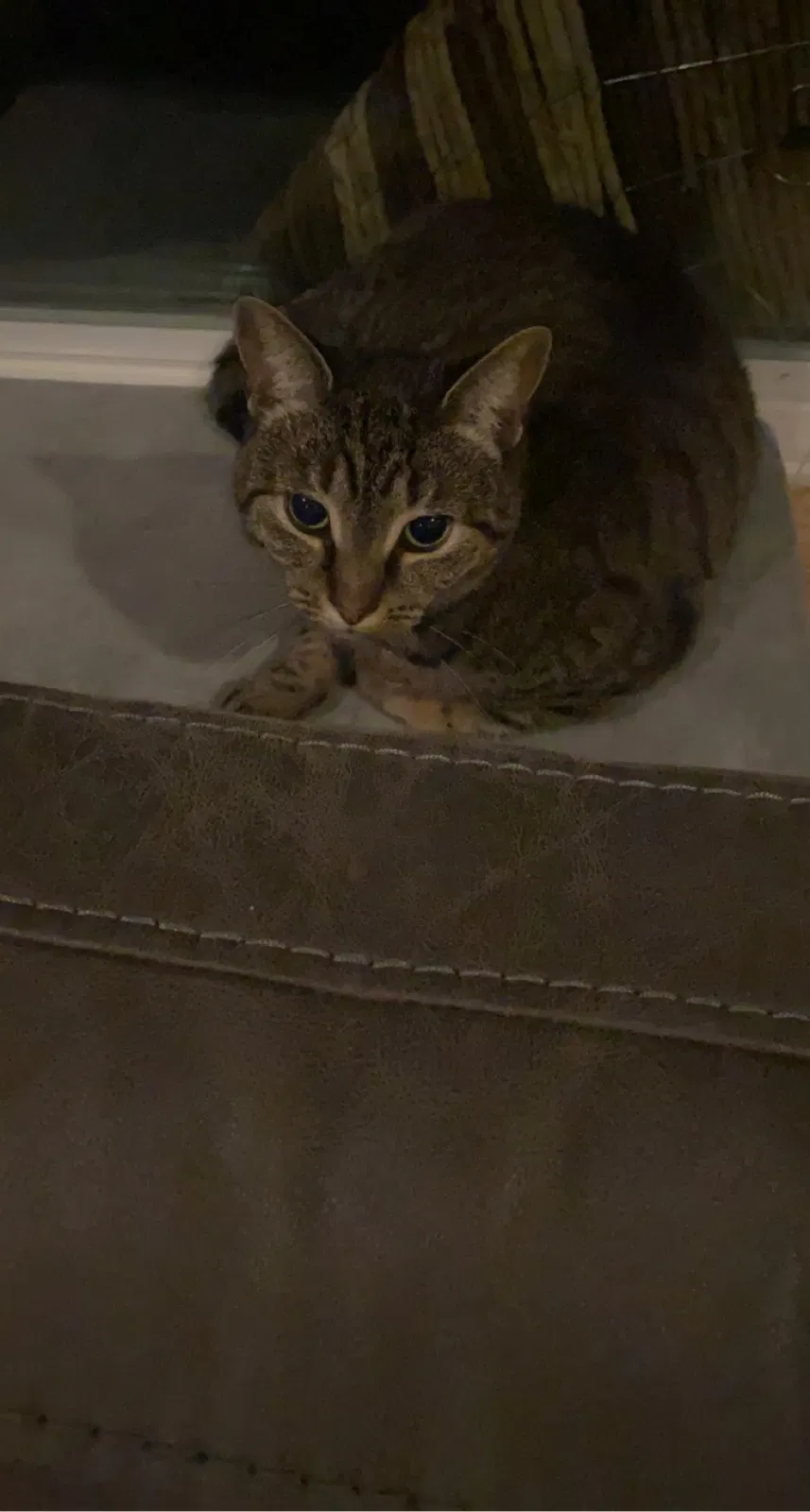 Lost cat in Gibbsboro, NJ, 8026