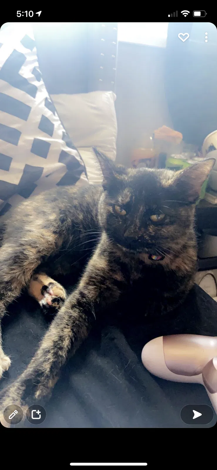 Lost cat in Fort Wayne, IN, 46809