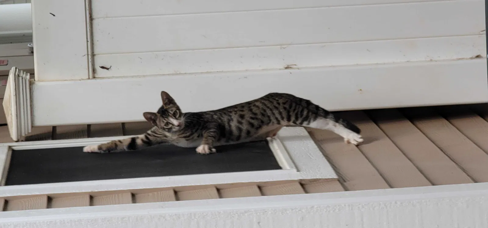 Lost cat in Ewa Beach, HI, 96706
