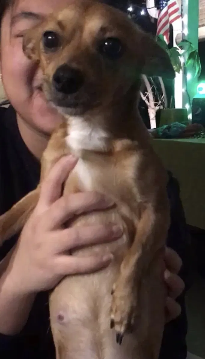 Lost dog in North Hollywood, CA, 91605