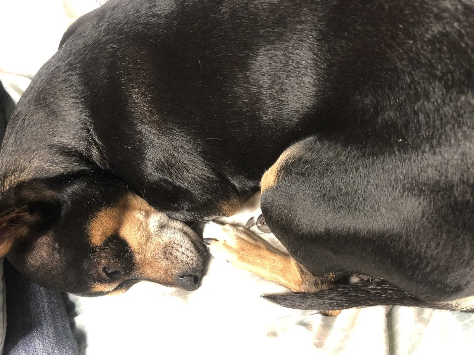 Lost dog in Chicago, IL, 60638