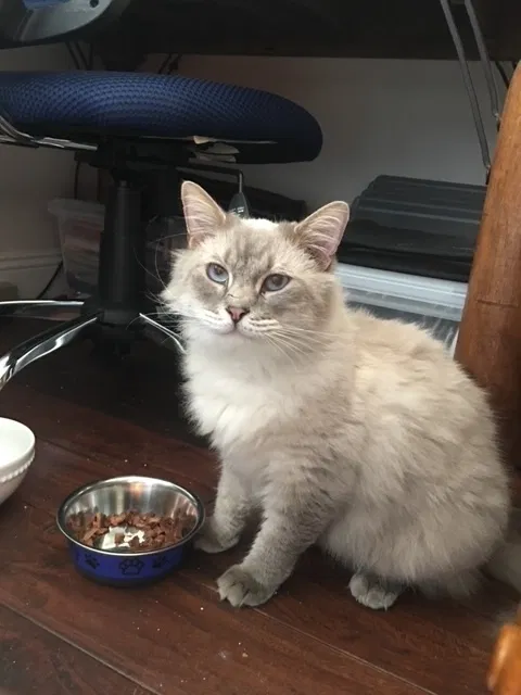 Lost cat in Sun Valley, CA, 91352
