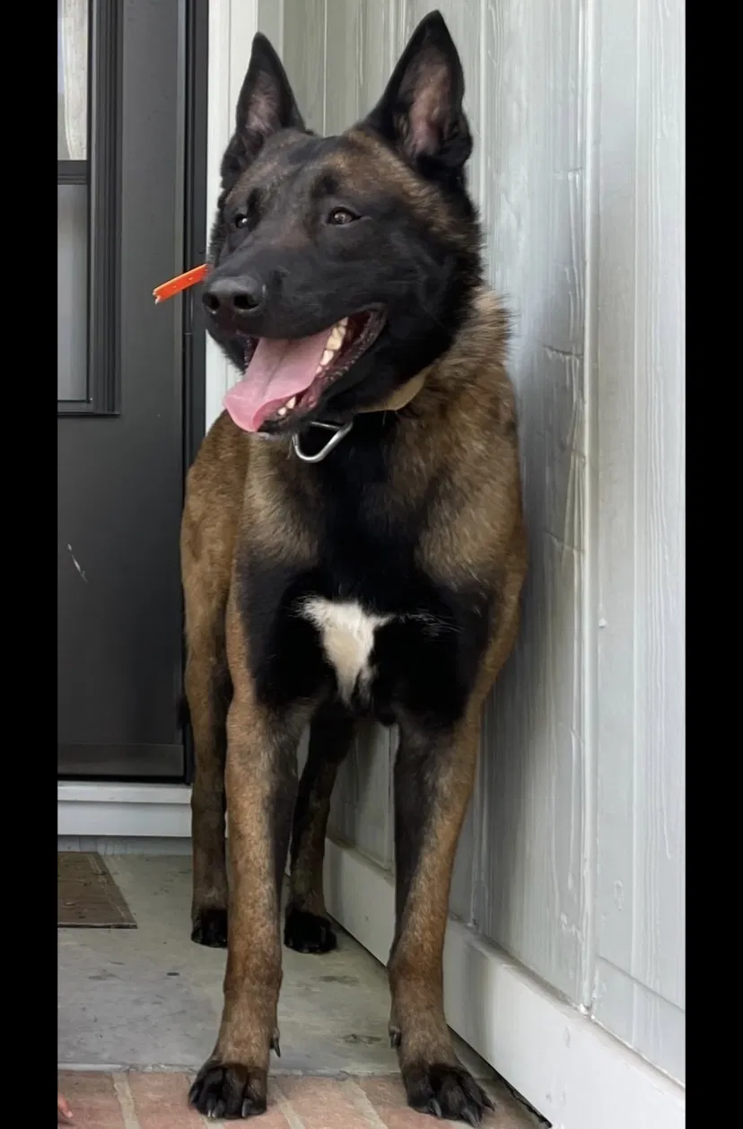 Lost dog in Fayetteville, NC, 28314