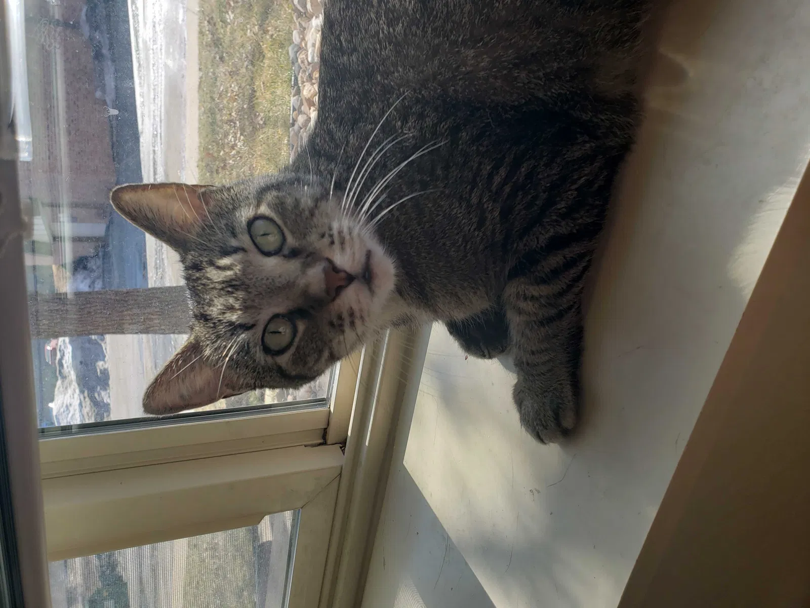 Lost cat in Omaha, NE, 68127