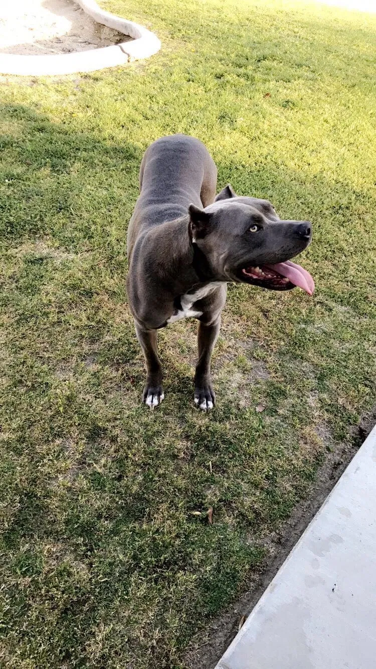 Lost dog in Bakersfield, CA, 93305