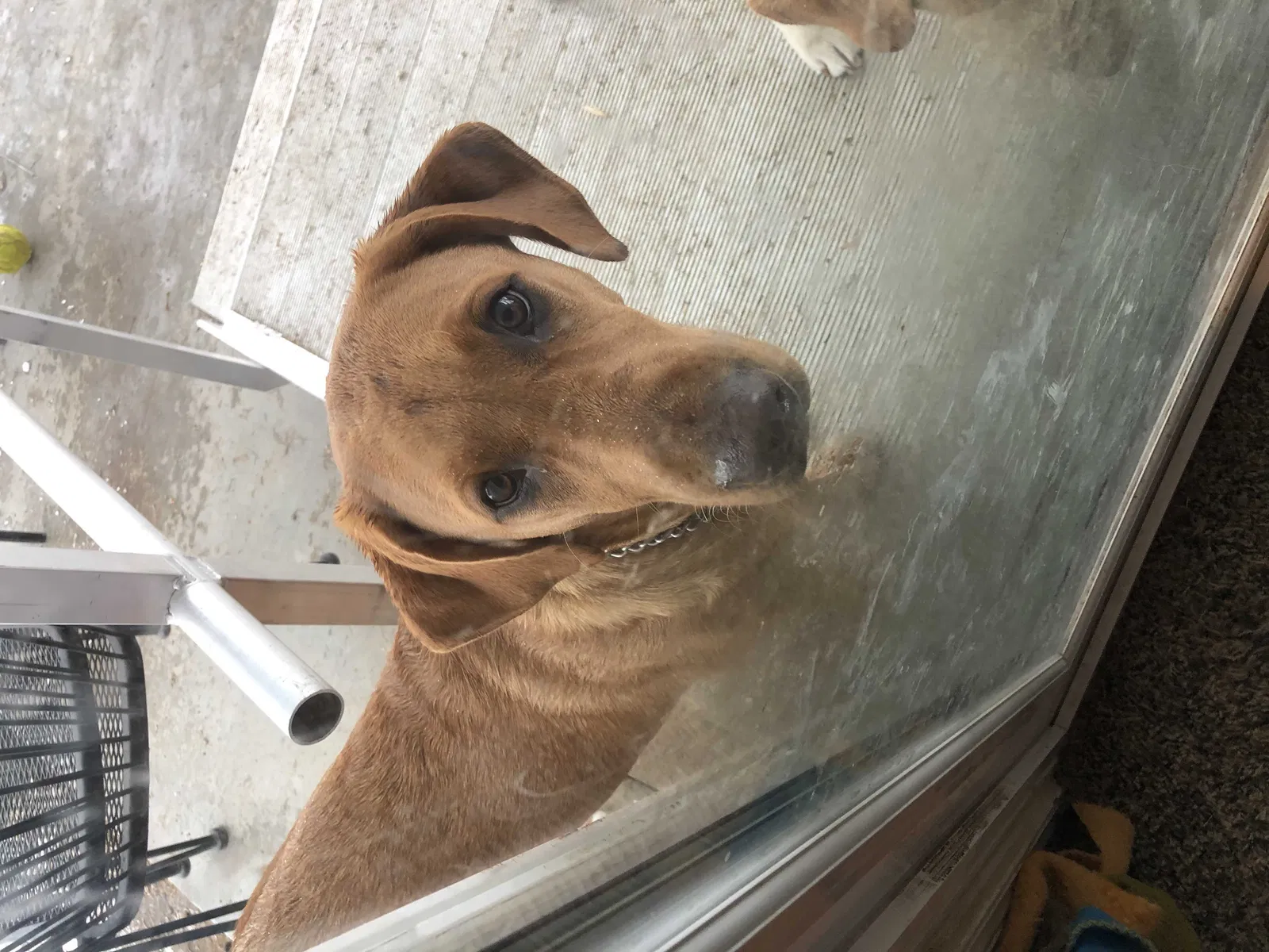 Lost dog in New Plymouth, ID, 83655