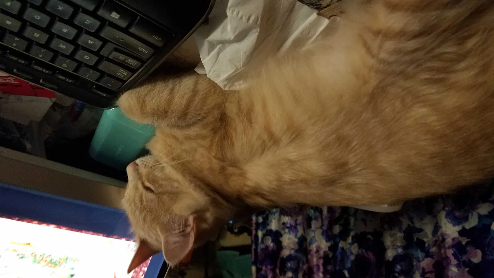 Lost cat in Palm Springs, CA, 92264