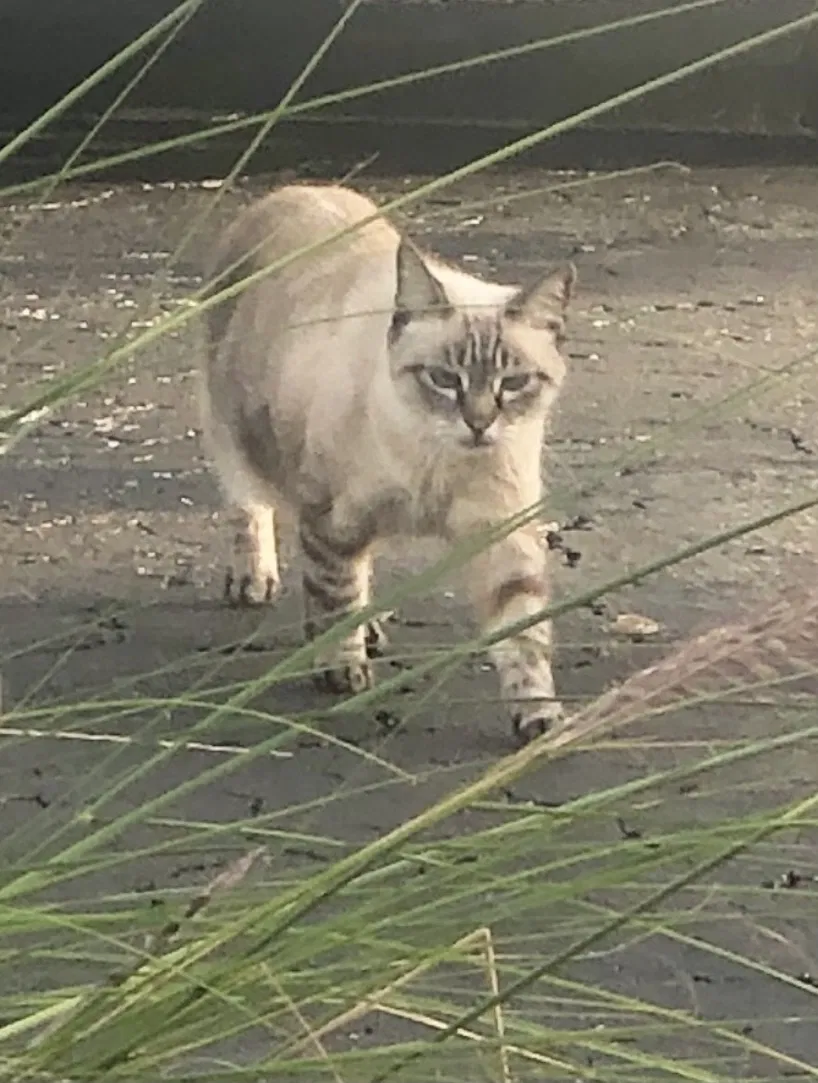 Lost cat in Fort Lauderdale, FL, 33309