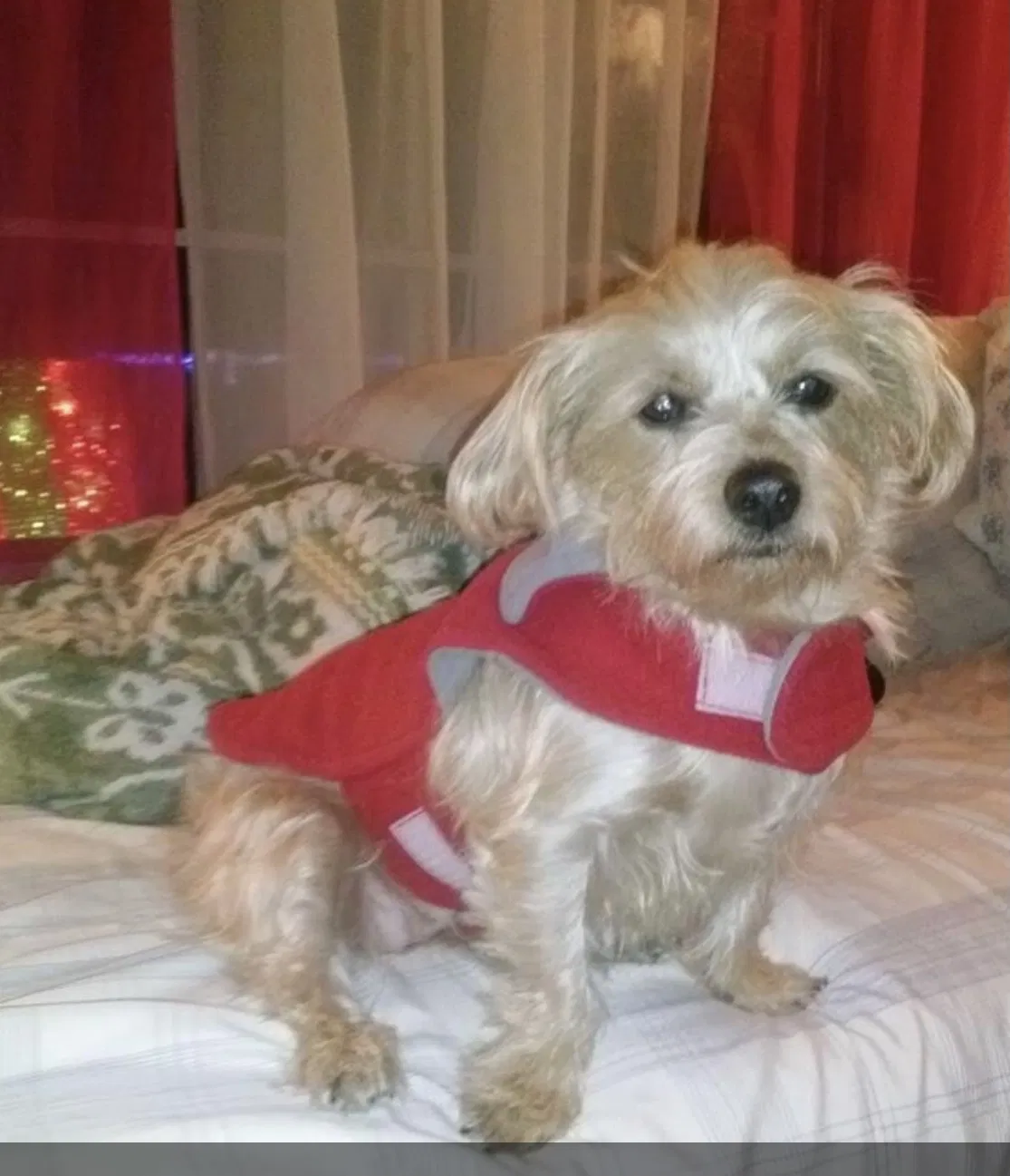 Lost dog in San Diego, CA, 92114
