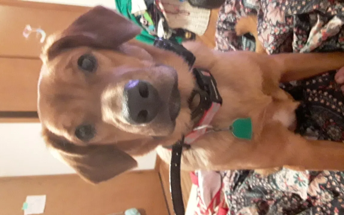 Lost dog in Renner, SD, 57055