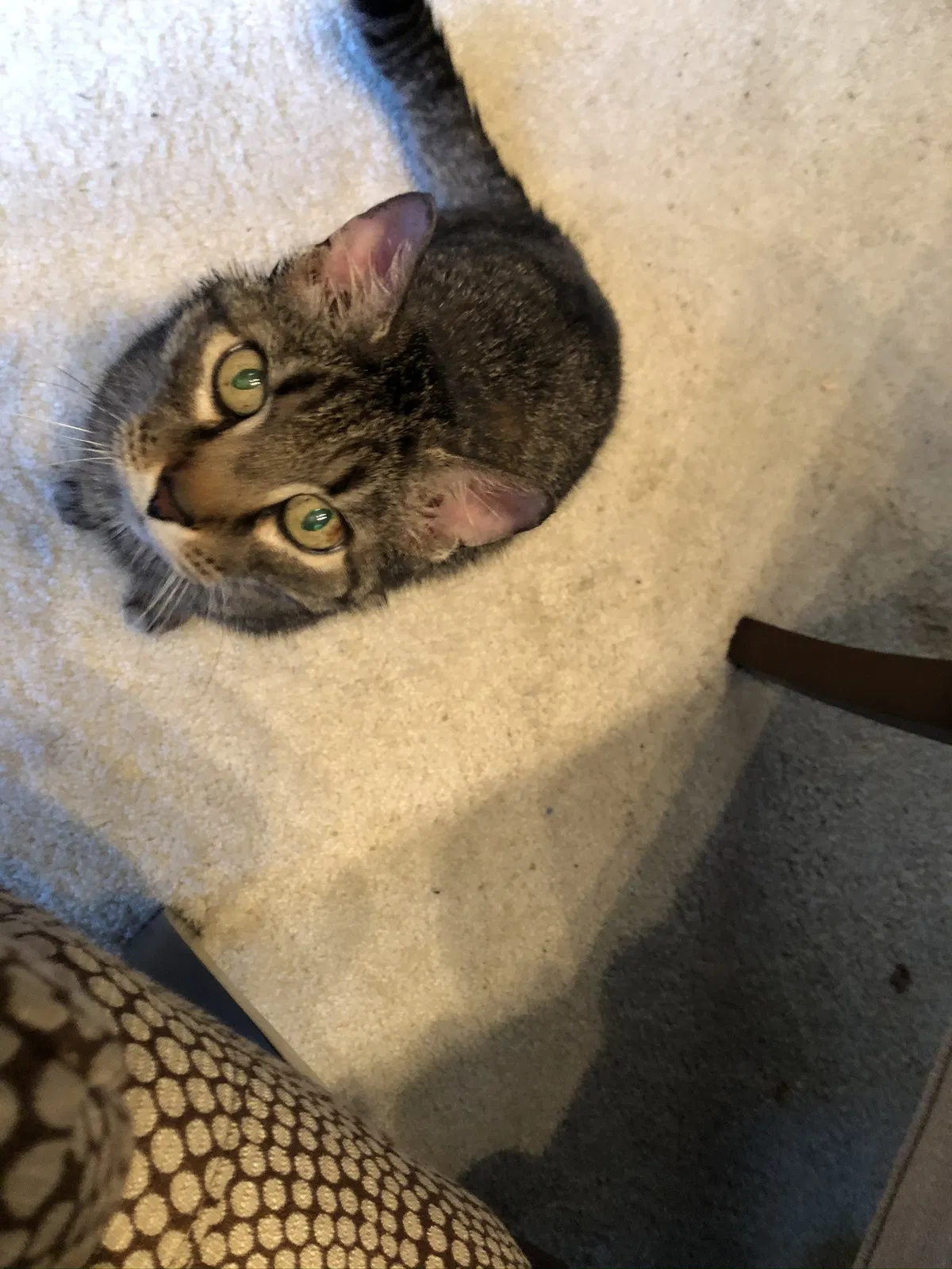 Lost cat in Dublin, OH, 43017