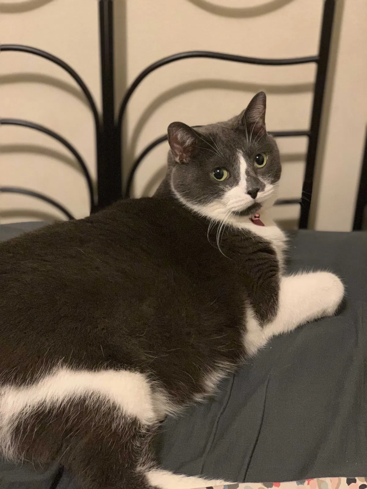 Lost cat in Milwaukee, WI, 53221
