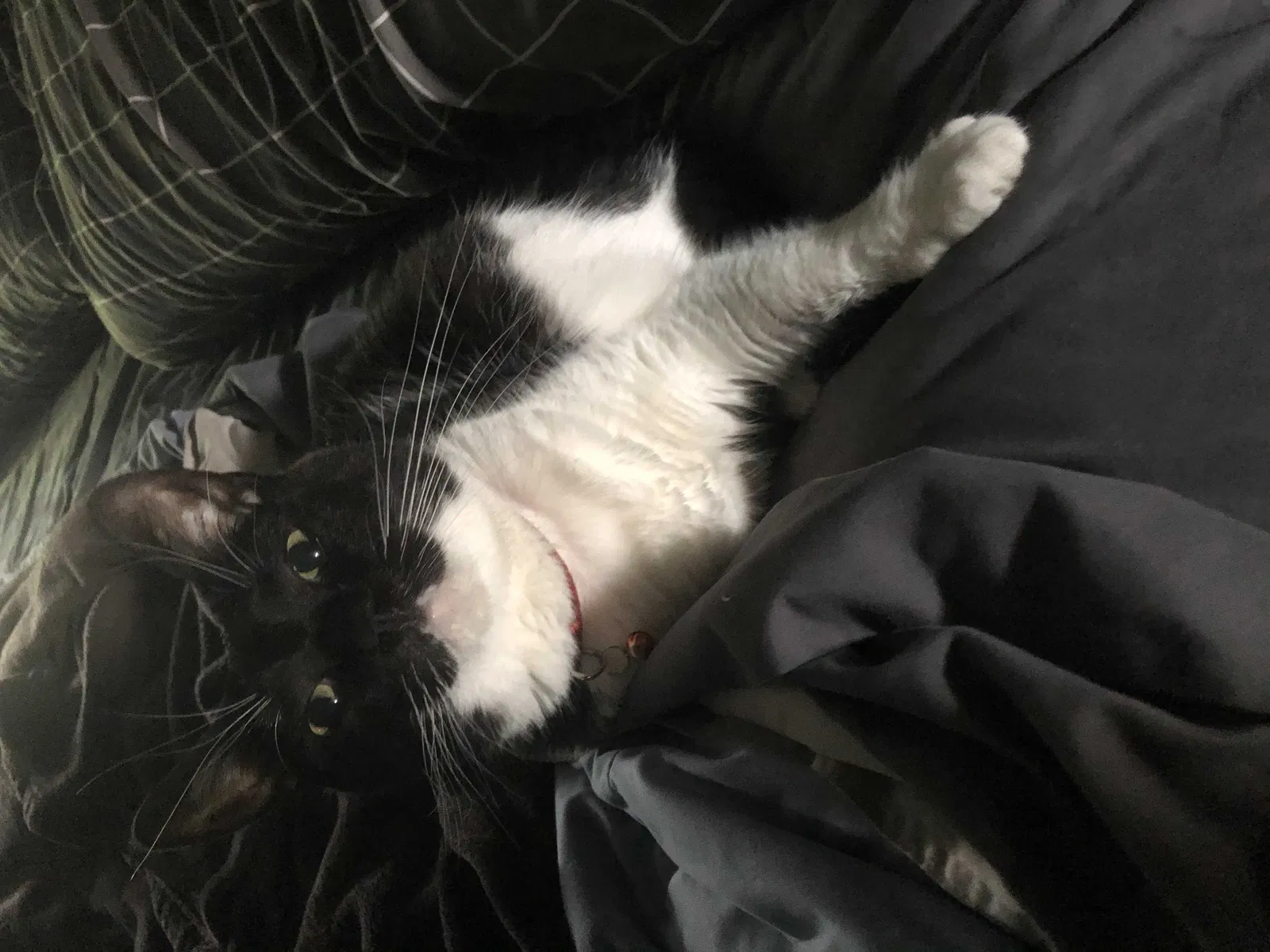 Lost cat in Grove City, OH, 43123
