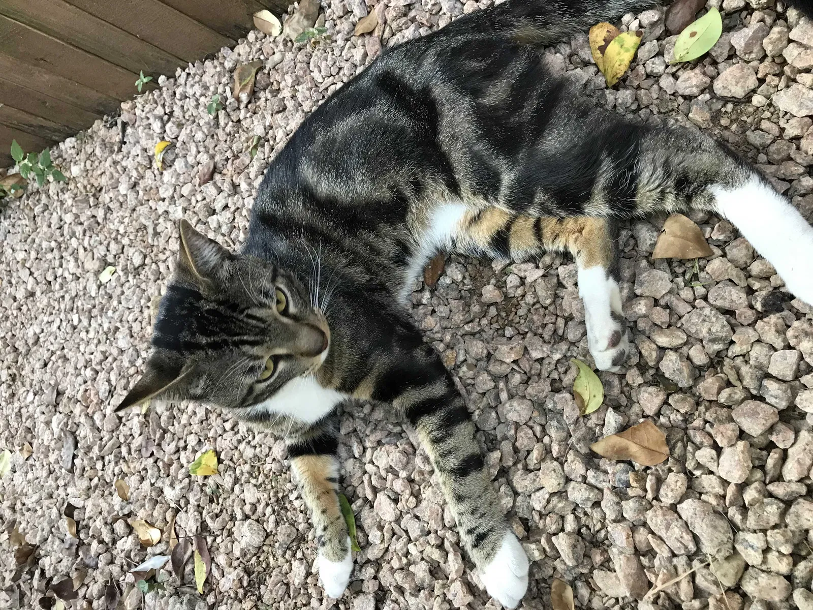 Found cat in Austin, TX, 78745