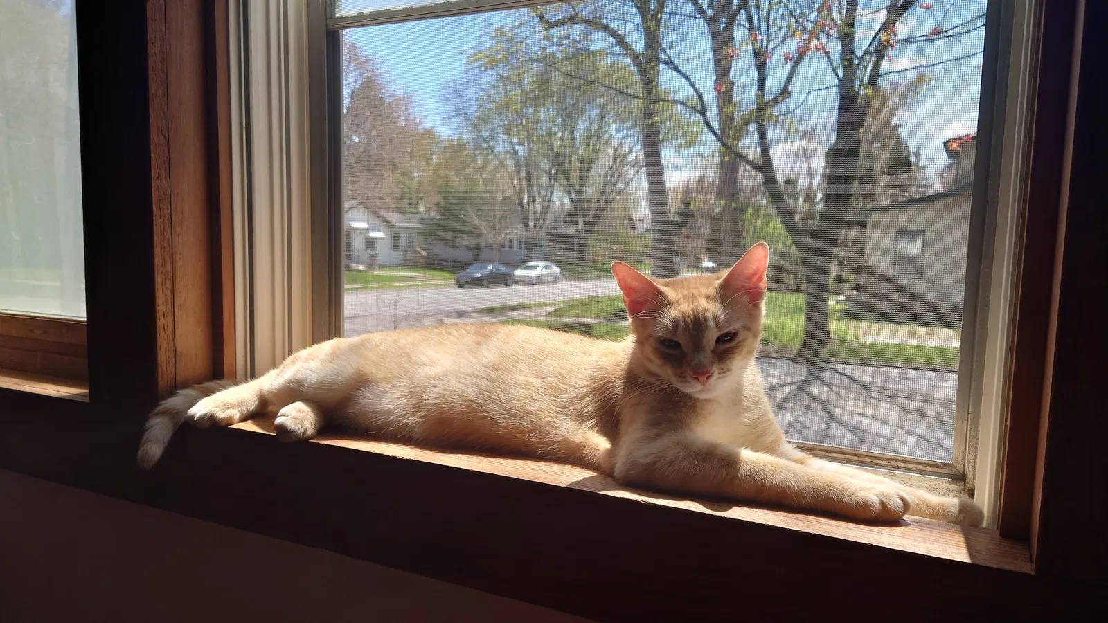 Lost cat in Minneapolis, MN, 55406