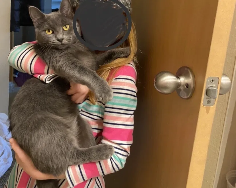 Lost cat in Spanaway, WA, 98387