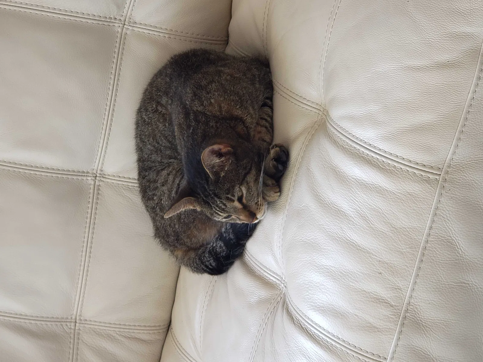 Lost cat in Andalusia, AL, 36421