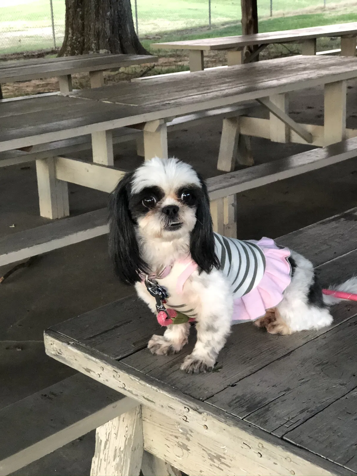 Lost dog in Winston Salem, NC, 27127