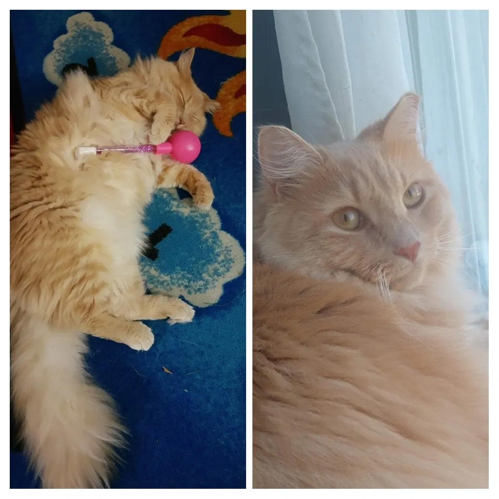 Lost cat in Falls Church, VA, 22042