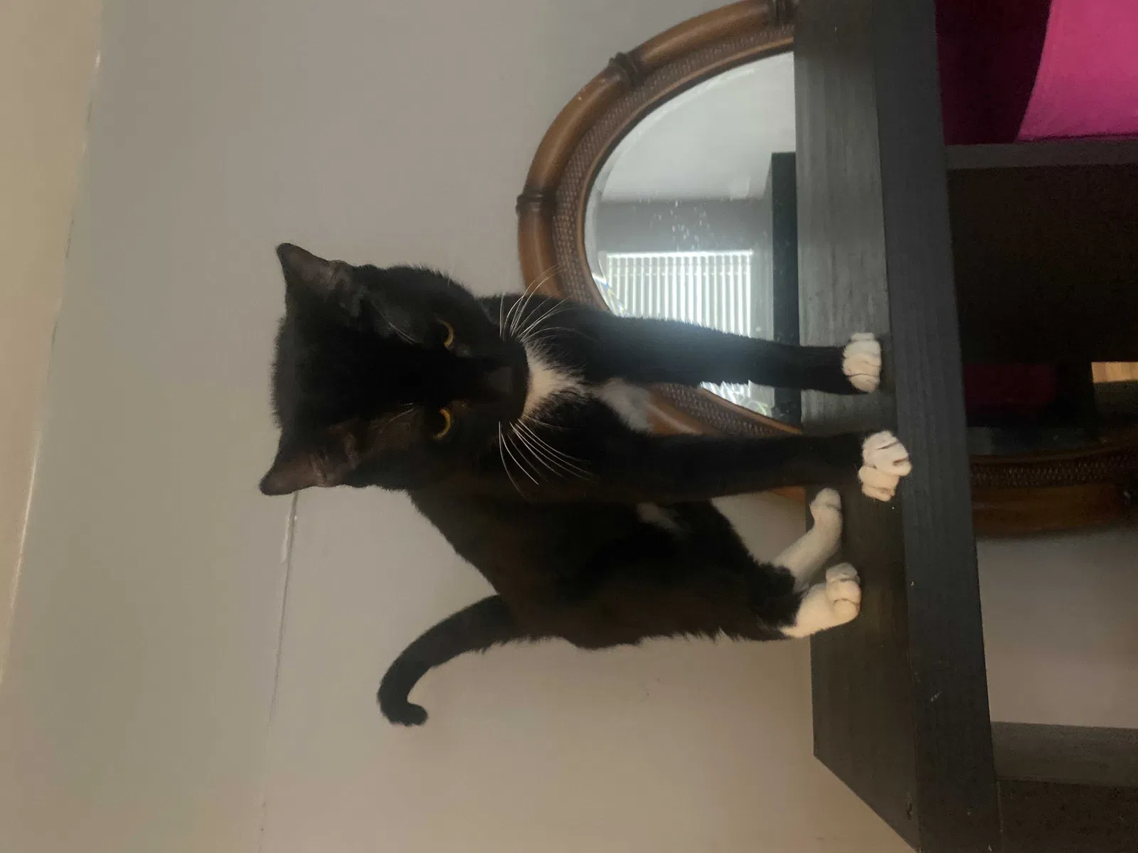 Found cat in Plant City, FL, 33563