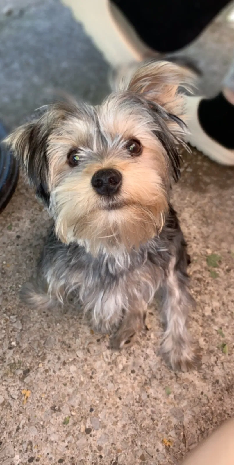 Lost dog in Hickory Hills, IL, 60457
