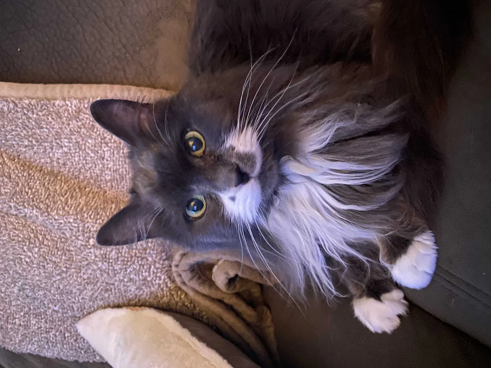 Lost cat in Denver, CO, 80227
