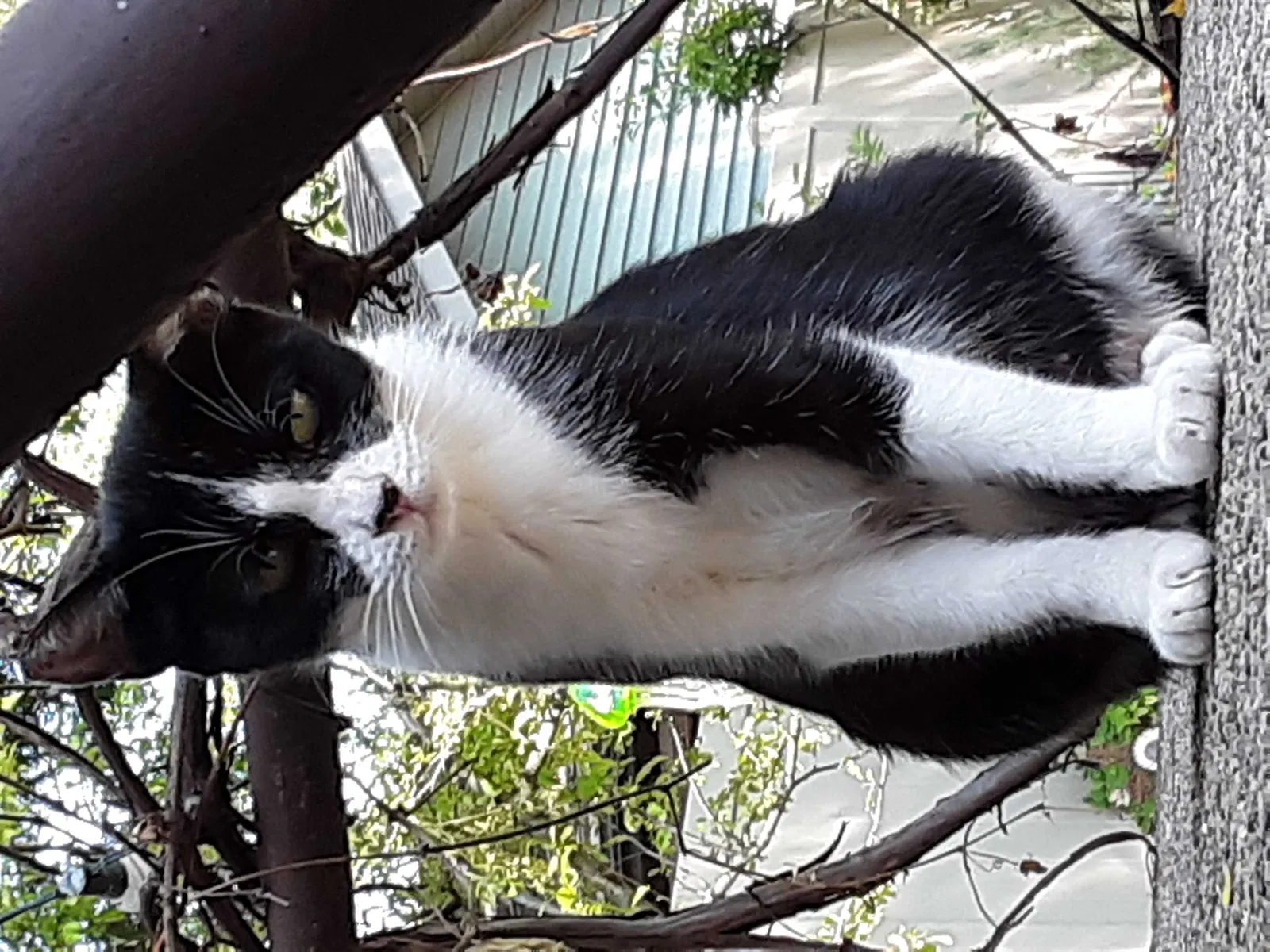 Lost cat in Griffith, IN, 46319