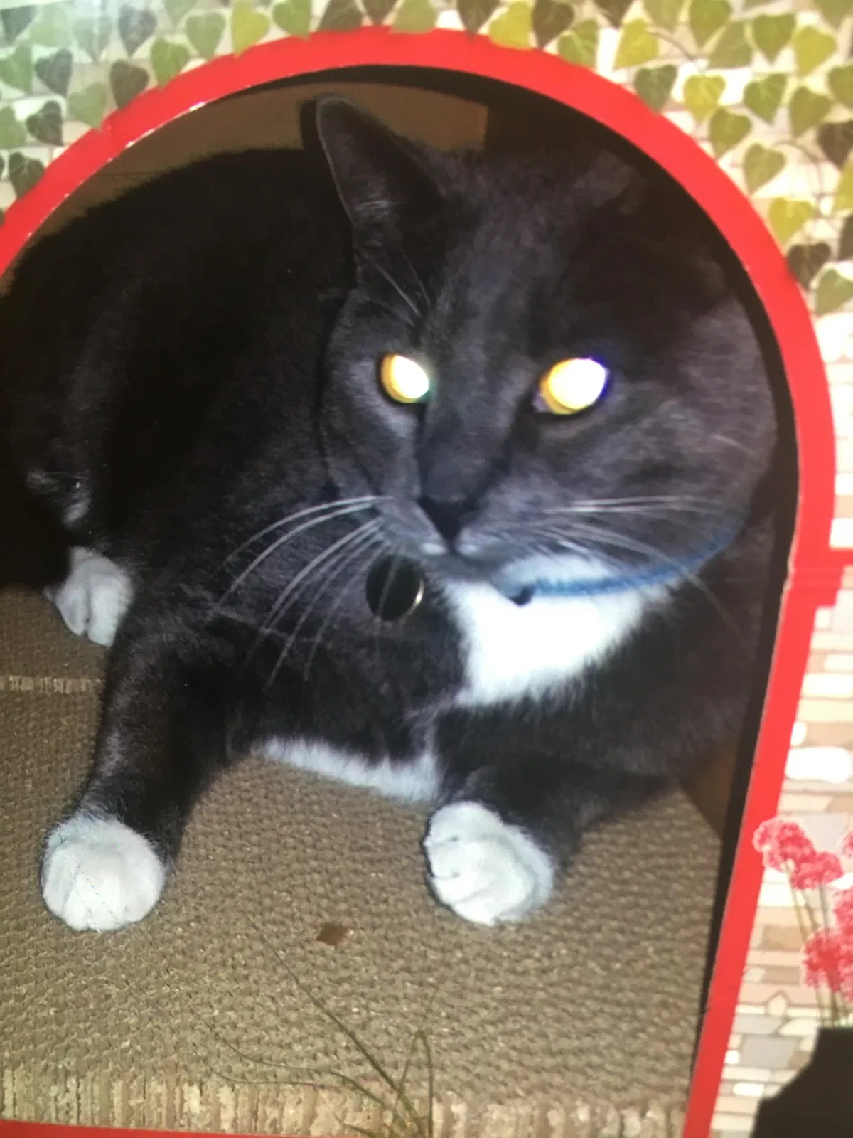Lost cat in Mesa, AZ, 85203