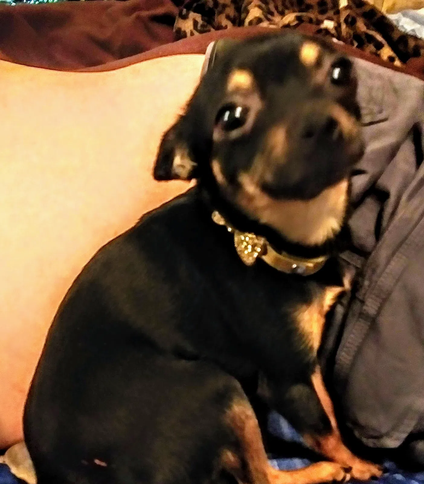 Lost dog in Tucson, AZ, 85711