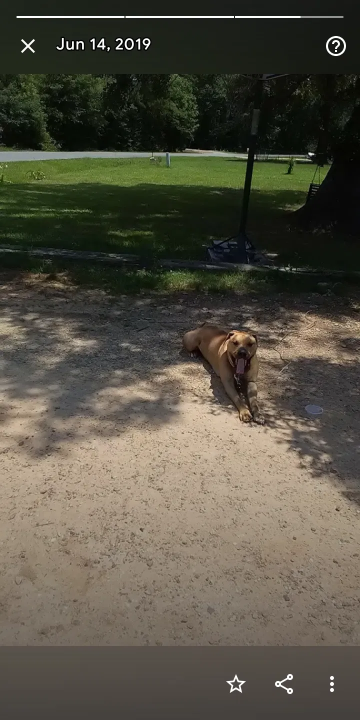 Lost dog in Princeton, LA, 71067