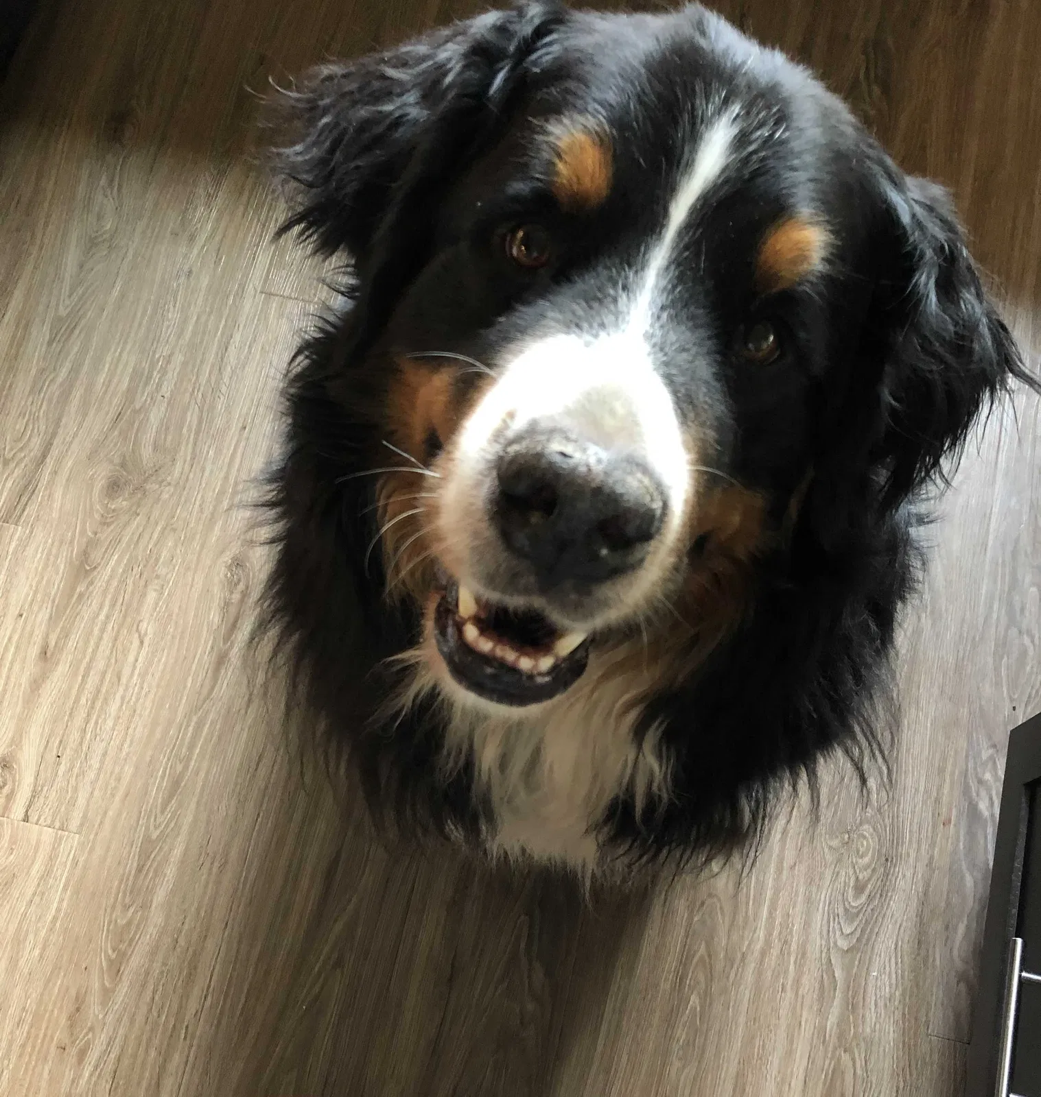 Lost dog in Buckley, WA, 98321