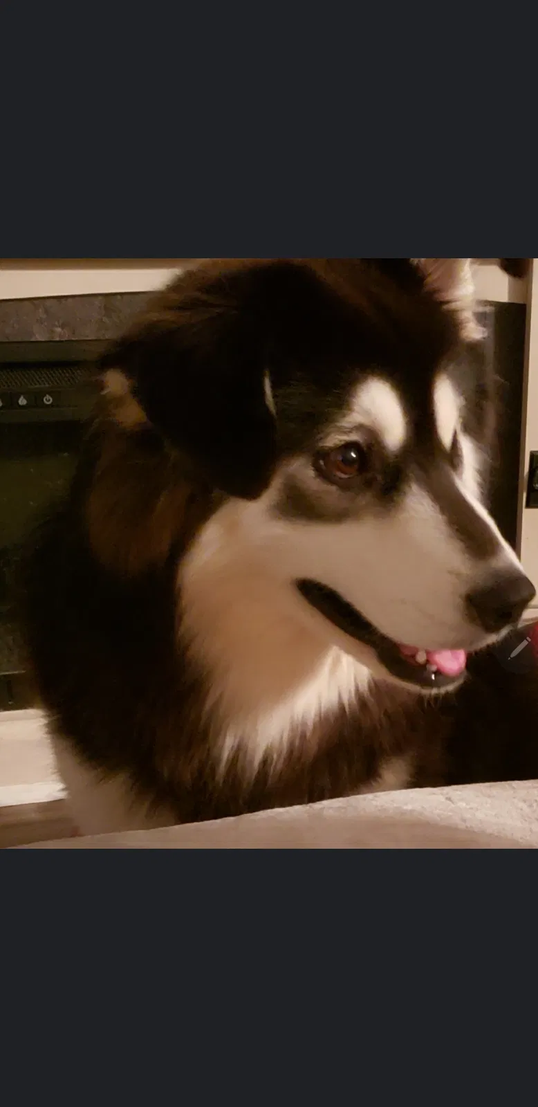 Lost dog in Greensboro, NC, 27405
