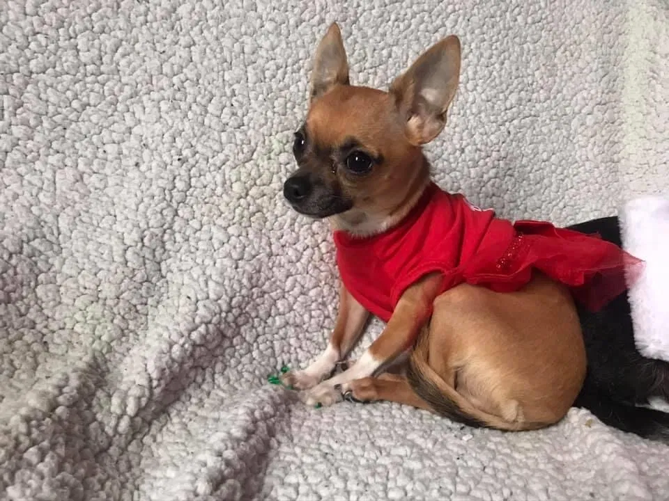 Lost dog in Aliquippa, PA, 15001