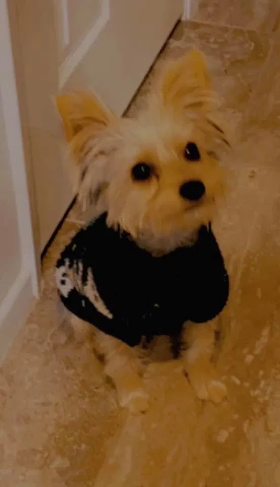 Lost dog in Calimesa, CA, 92320
