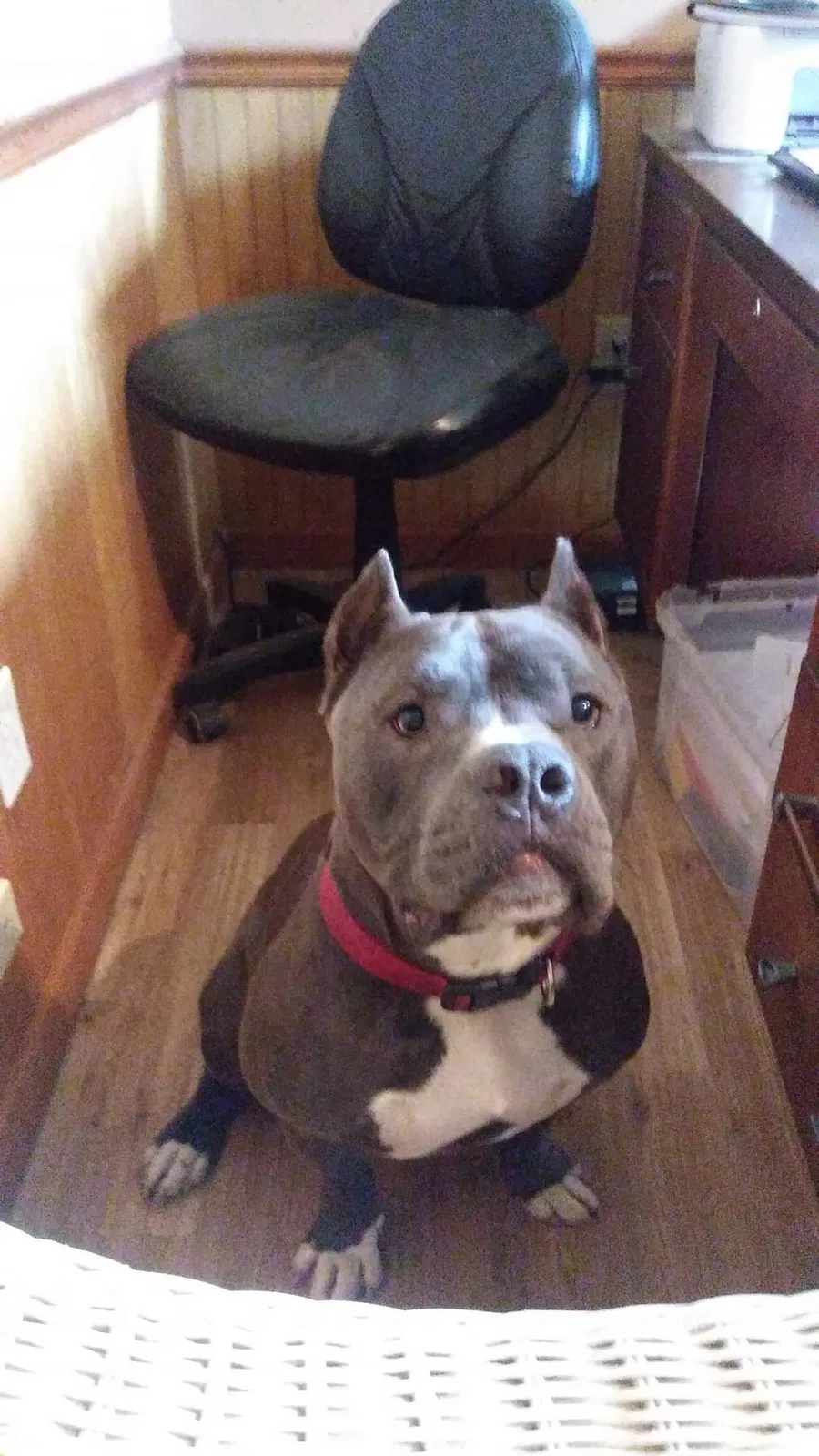 Lost dog in Morse, LA, 70559