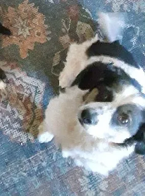 Lost dog in Bakersfield, CA, 93305