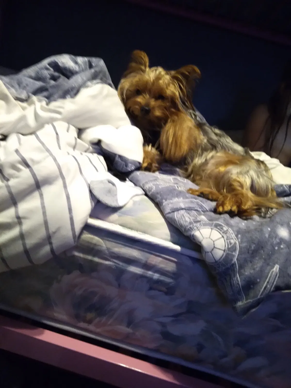 Lost dog in Rochester, NY, 14609