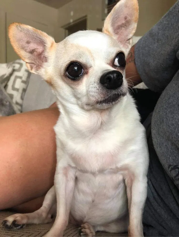 Lost dog in Nampa, ID, 83651
