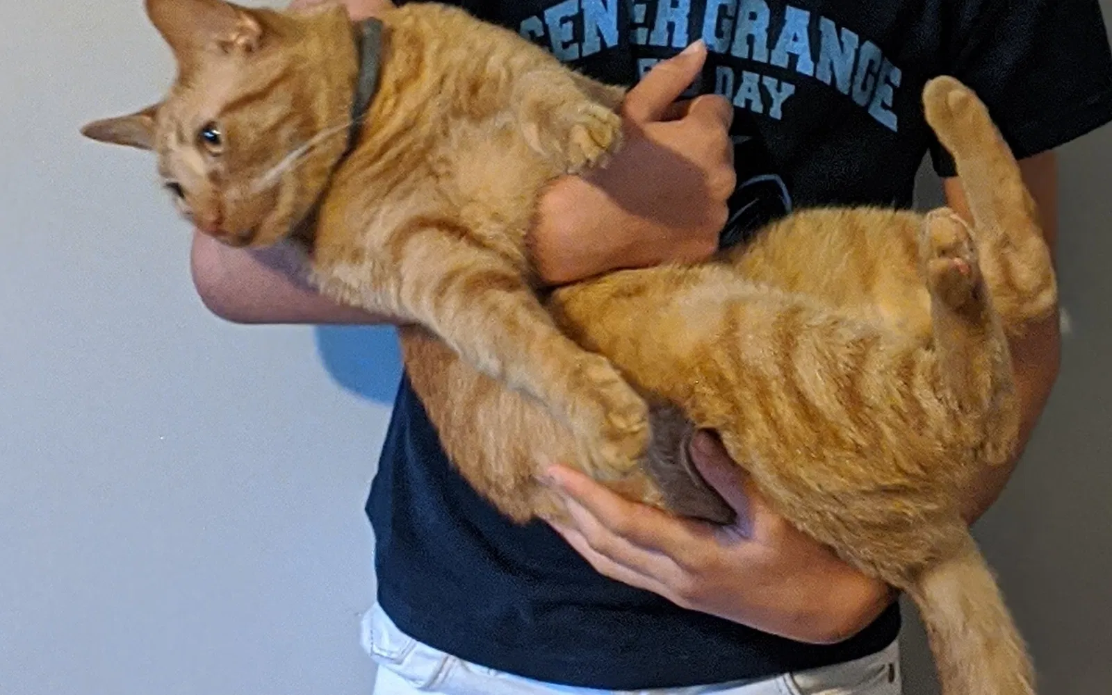 Lost cat in Aliquippa, PA, 15001