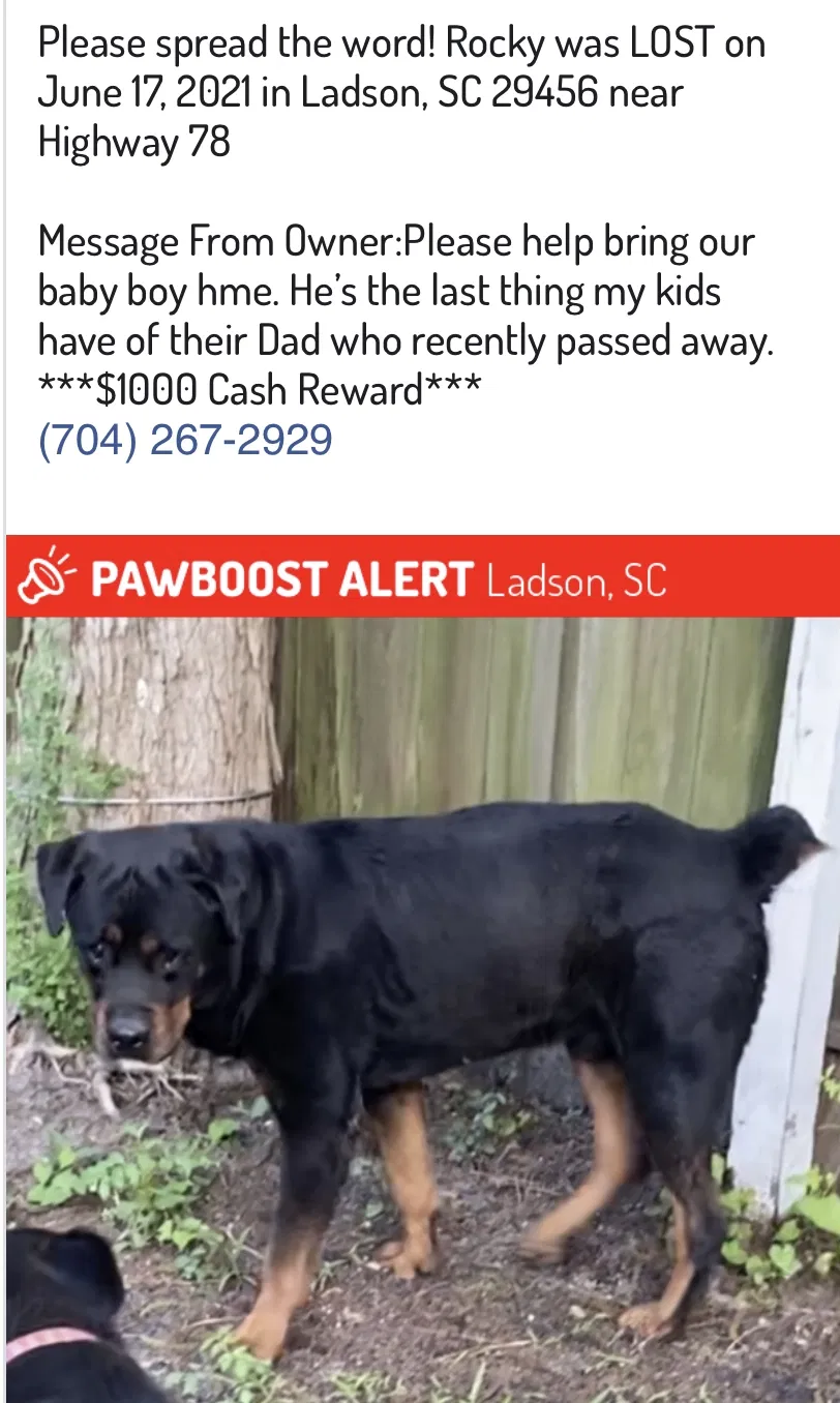 Lost dog in Ladson, SC, 29456