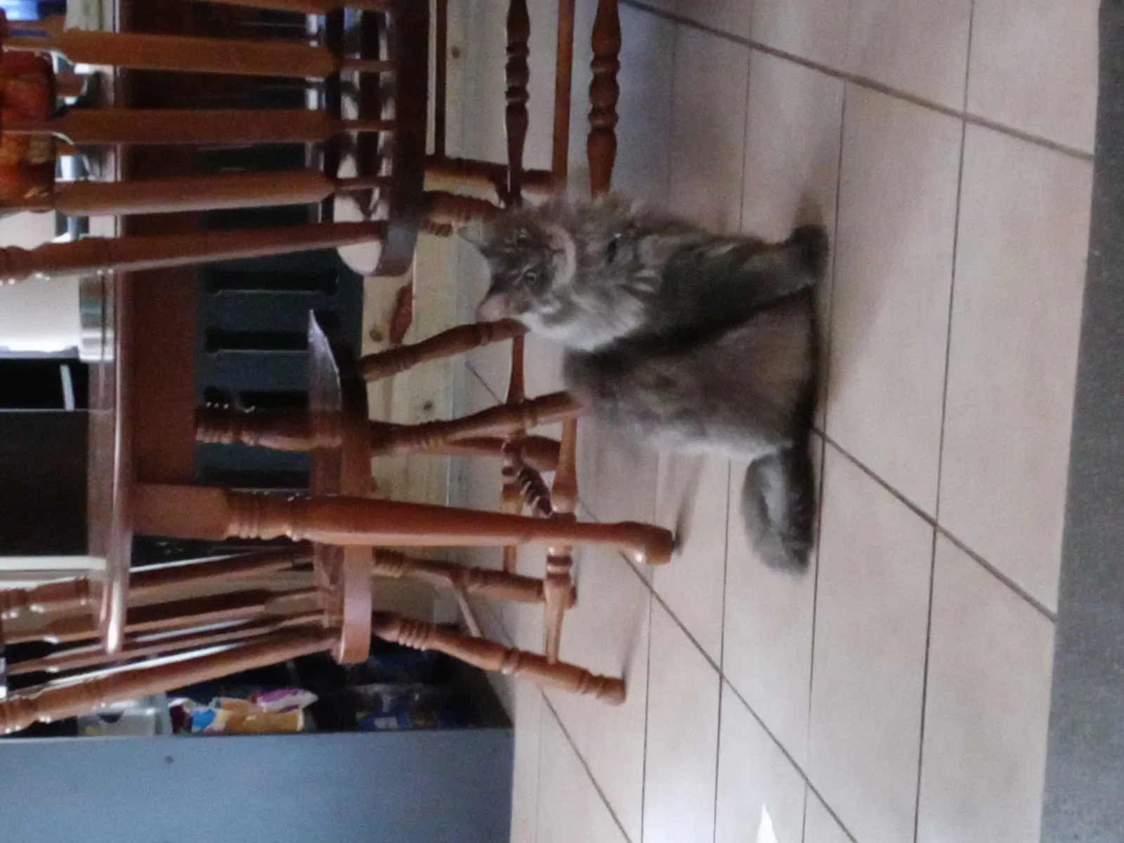 Lost cat in Holiday, FL, 34691