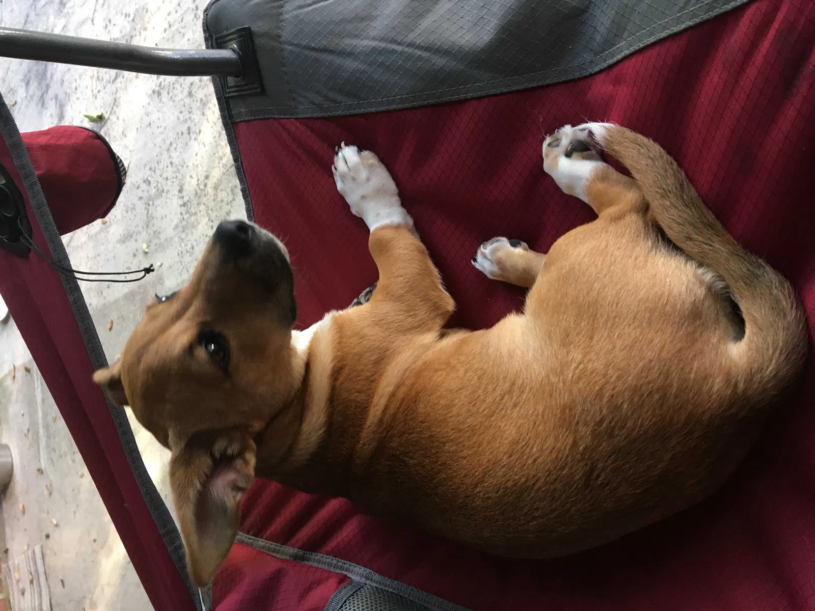 Found dog in Lafayette, LA, 70506