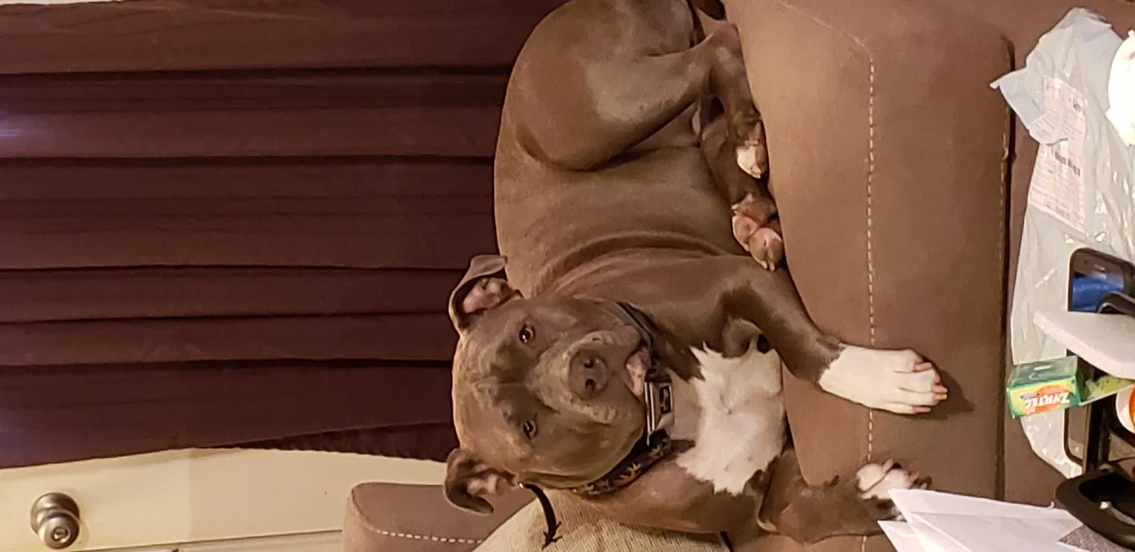 Lost dog in Swansea, SC, 29160