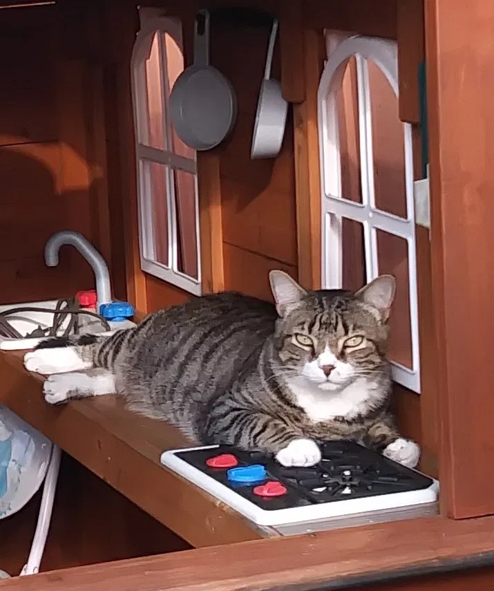 Lost cat in Orlando, FL, 32837