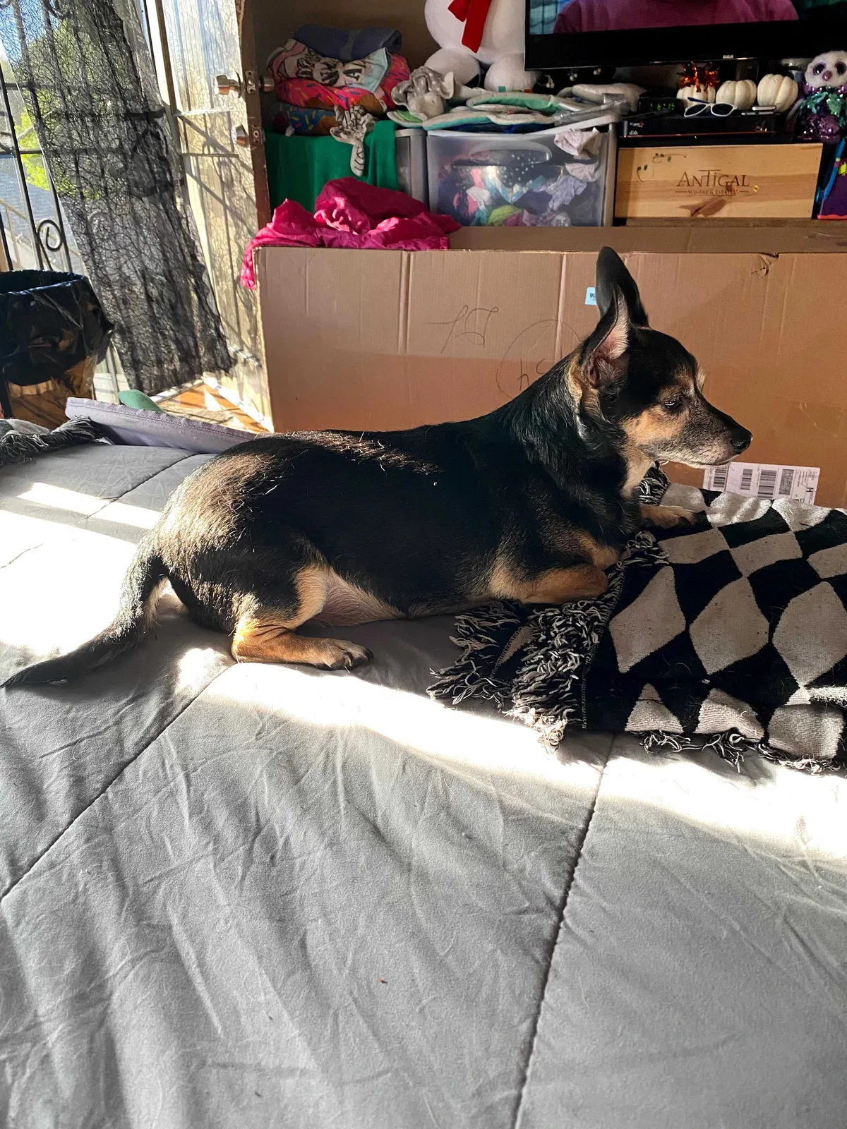 Lost dog in Los Angeles, CA, 90032