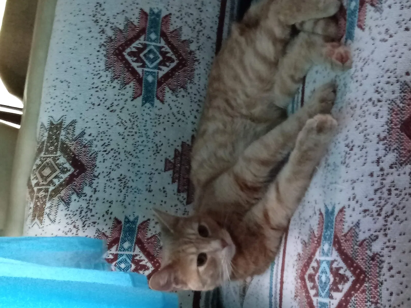 Lost cat in Cleveland, OH, 44113